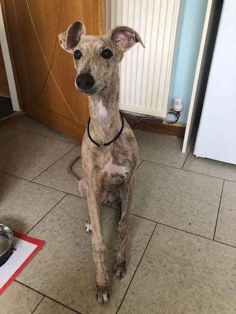 Whippet House Collar Pointy Faces