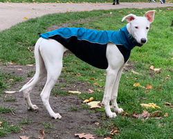Lurcher Jacket