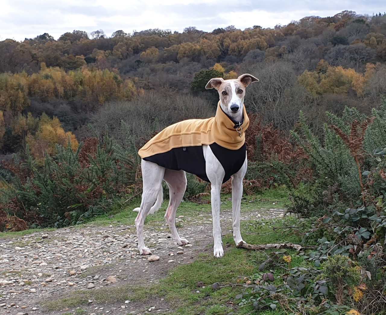 Whippet Lurcher Fleece Jumper