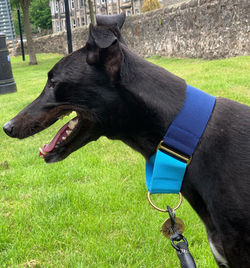 Greyhound Martingale Collar Blue