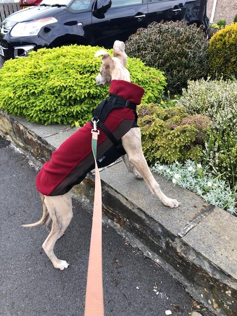 Whippet Fleece Jumper Pointy Faces