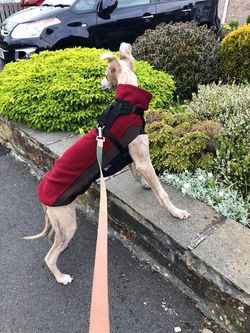Whippet Fleece Jumper Pointy Faces 