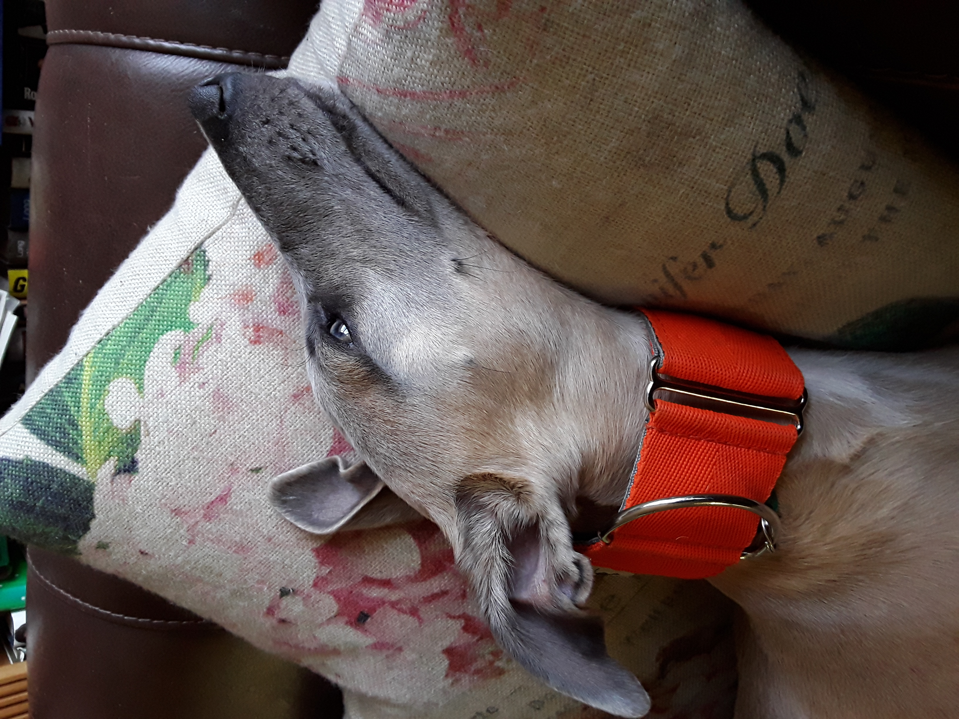 Pointy Faces Whippet Collar Orange Martingale Morse