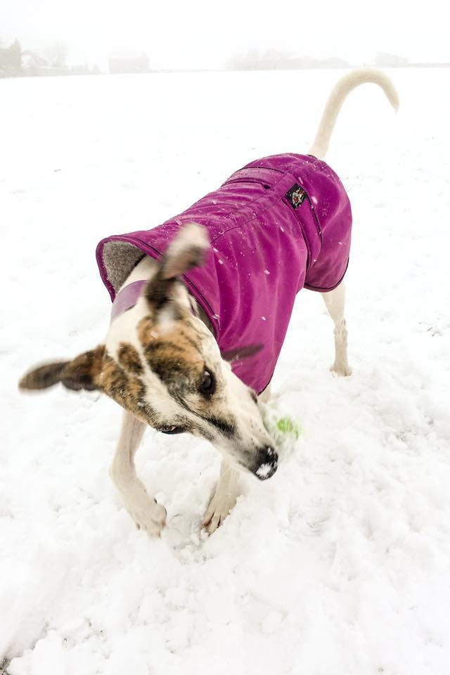 Thumbnail: Lurcher Winter Coats UK Pointy Faces