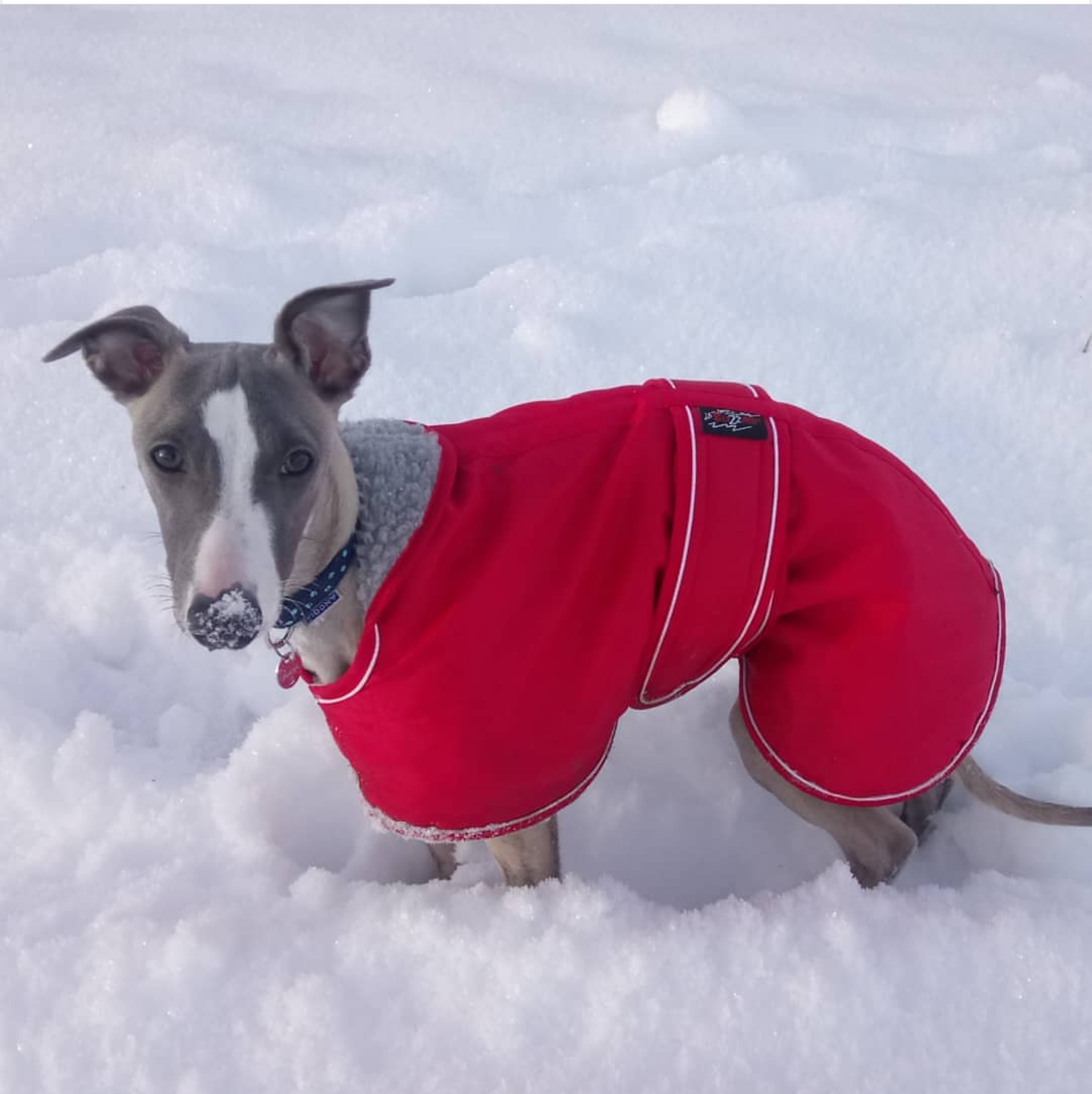 Pointy Faces Whippet Winter Coat