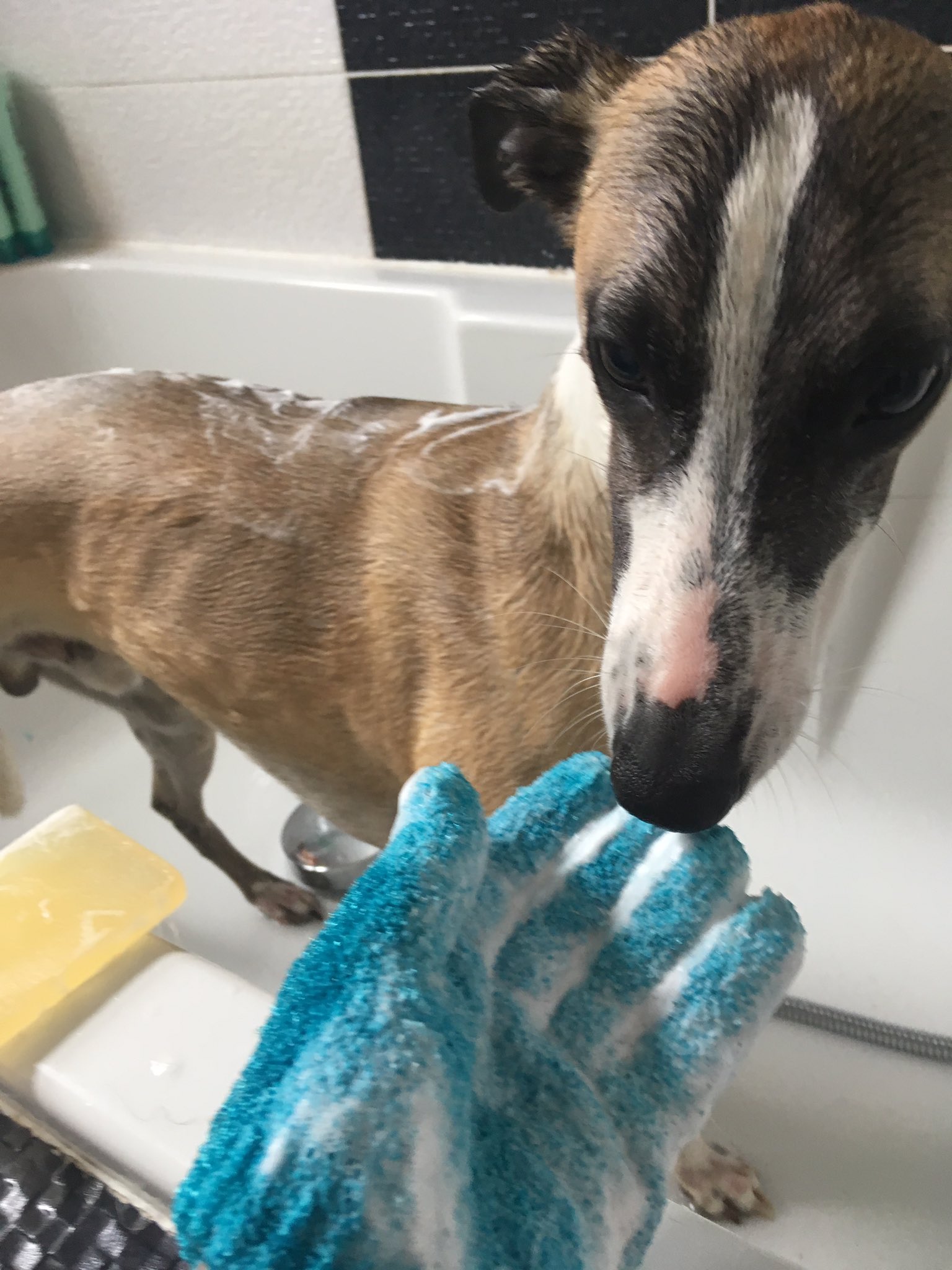 Organic Dog Shampoo Bar Pointy Faces