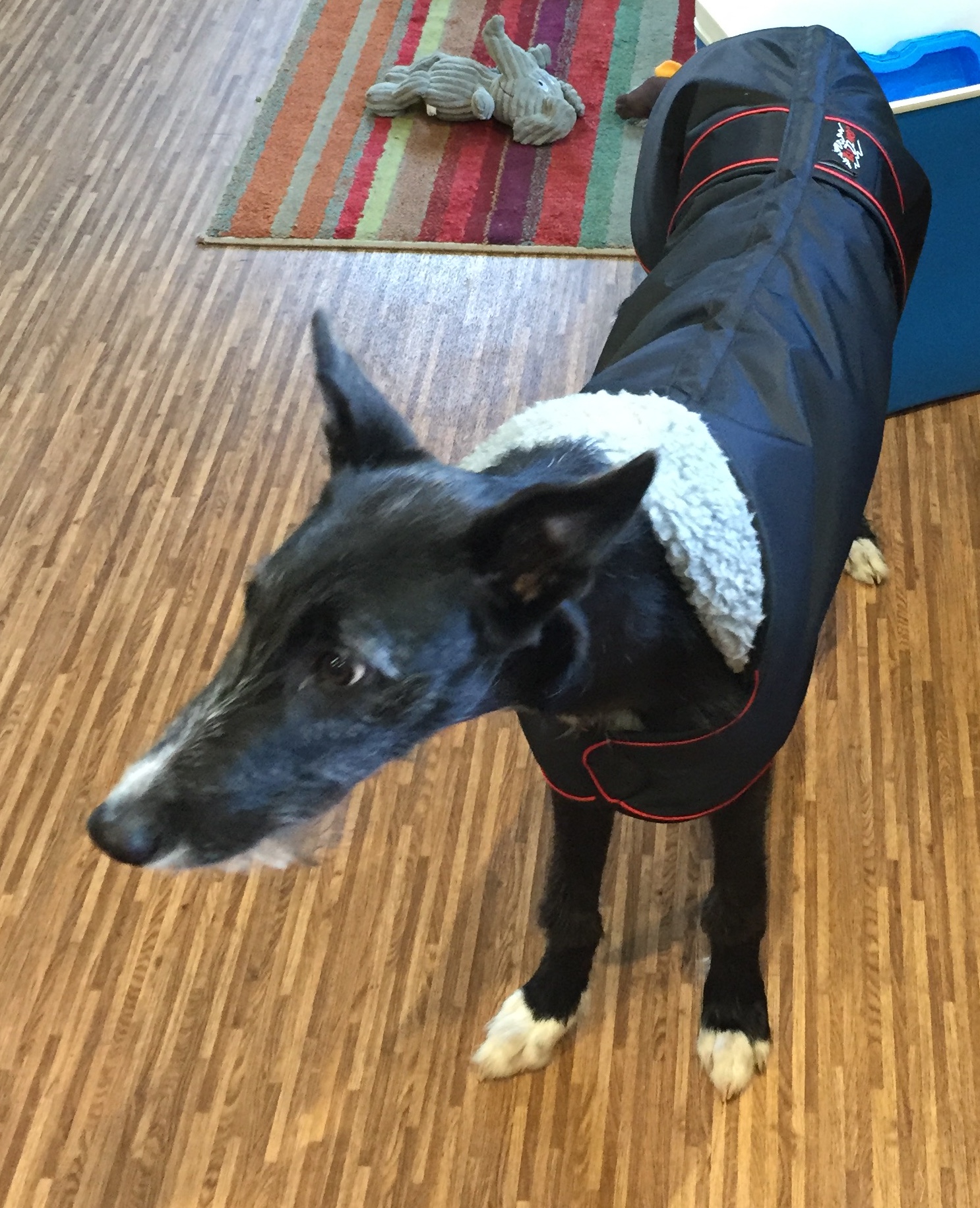 Lurcher_sighthound_Coat_Pointy_Faces