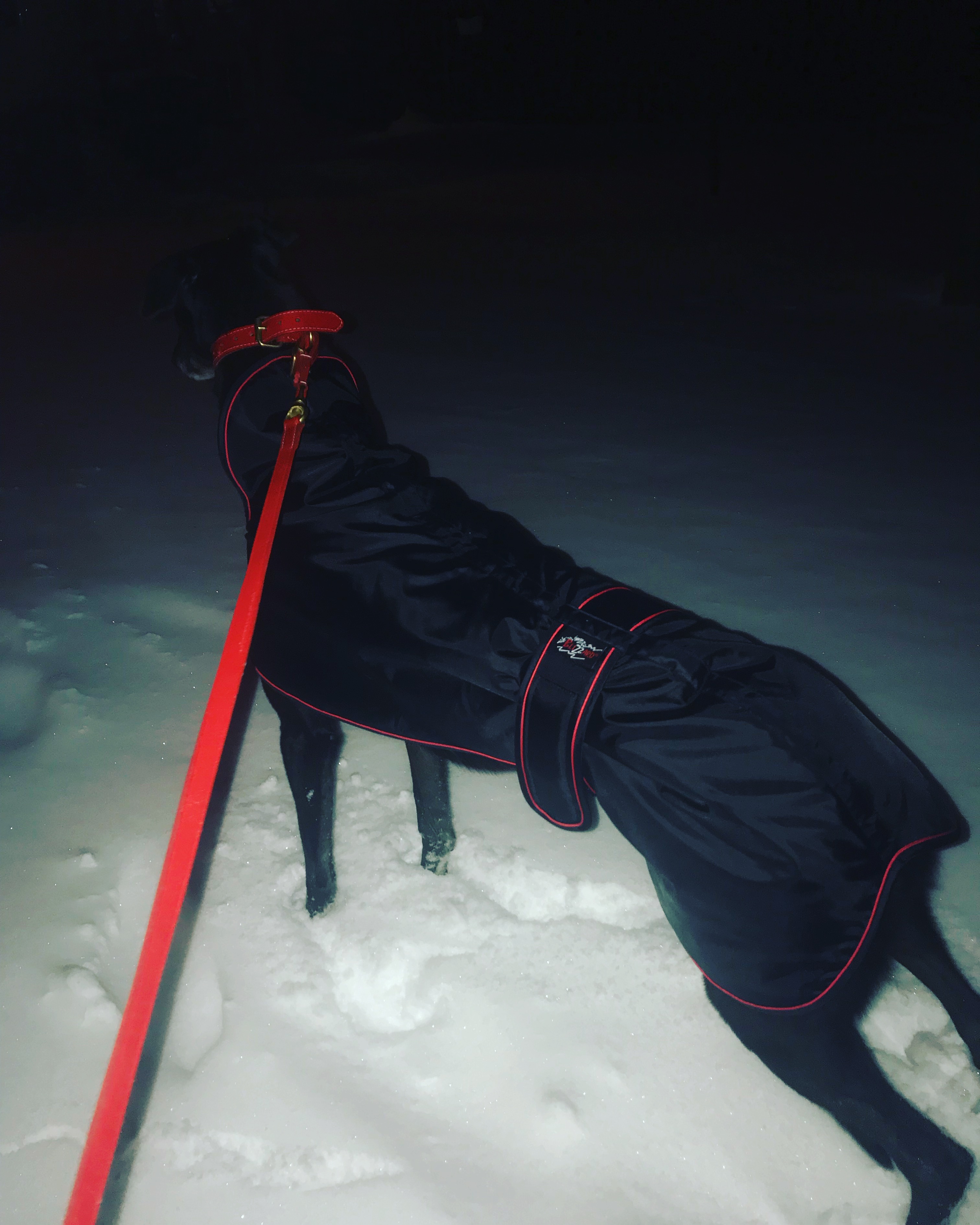 Pointy Faces Greyhound Coat Black Winter