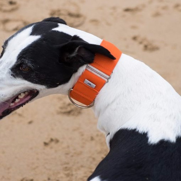 Orange Whippet Lurcher Greyhound Collar Quality Sighthound Collars UK