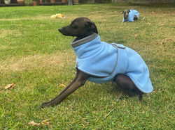 Italian Greyhound Fleece