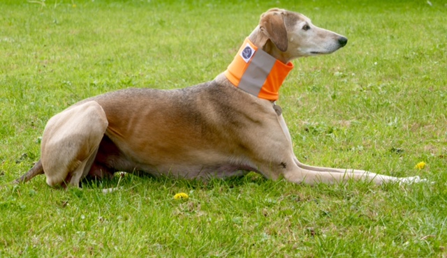 Pointy Faces Reflective Dog Snood for Da