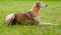 Pointy Faces Reflective Dog Snood for Da