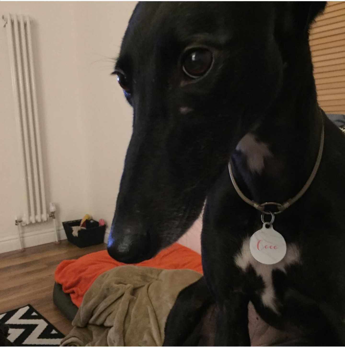 Pointy Faces Greyhound House Collar Lil
