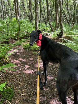 Greyhound Martingale Collar