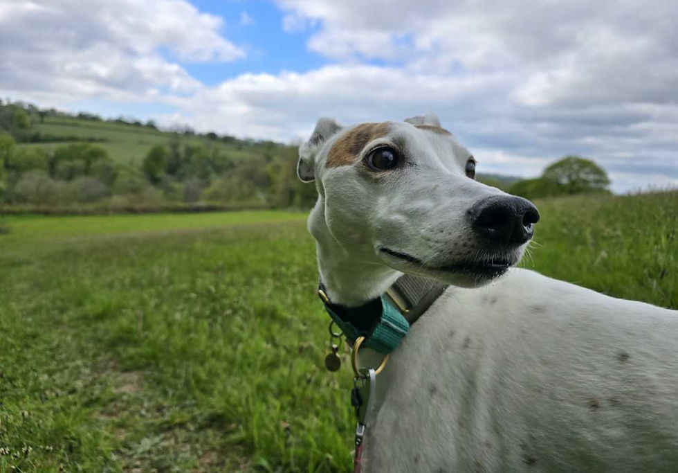 Lurcher walking in countryside on lead