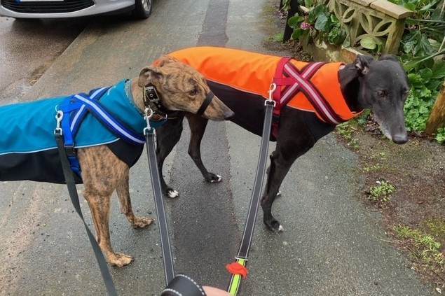 Greyhound Soft Shell Jackets