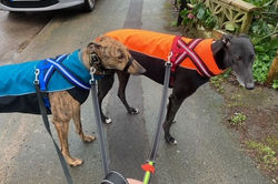 Greyhound Soft Shell Jackets