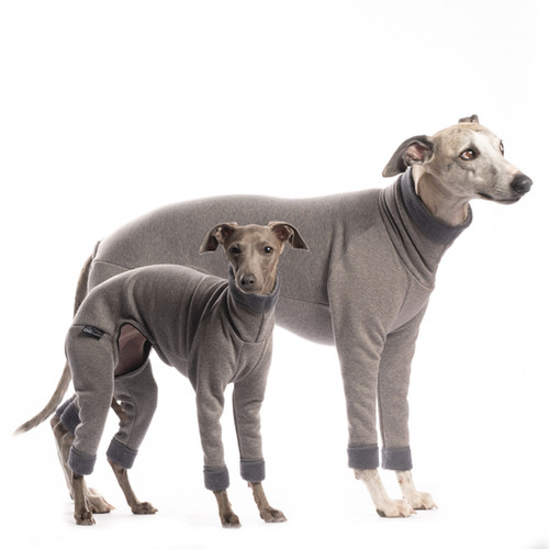 Whippet Puppies Akc Italian Greyhound Breeders Whippet Mini