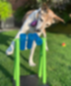 Enrichment Toy for Dogs