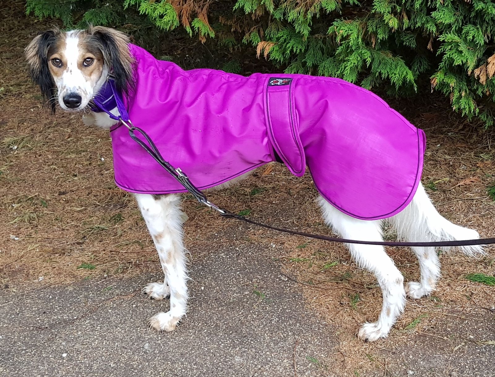 Saluki Winter Coat Pink / Cerise