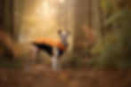 Whippet Coat Orange