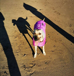 Lurcher Coat in Cerise