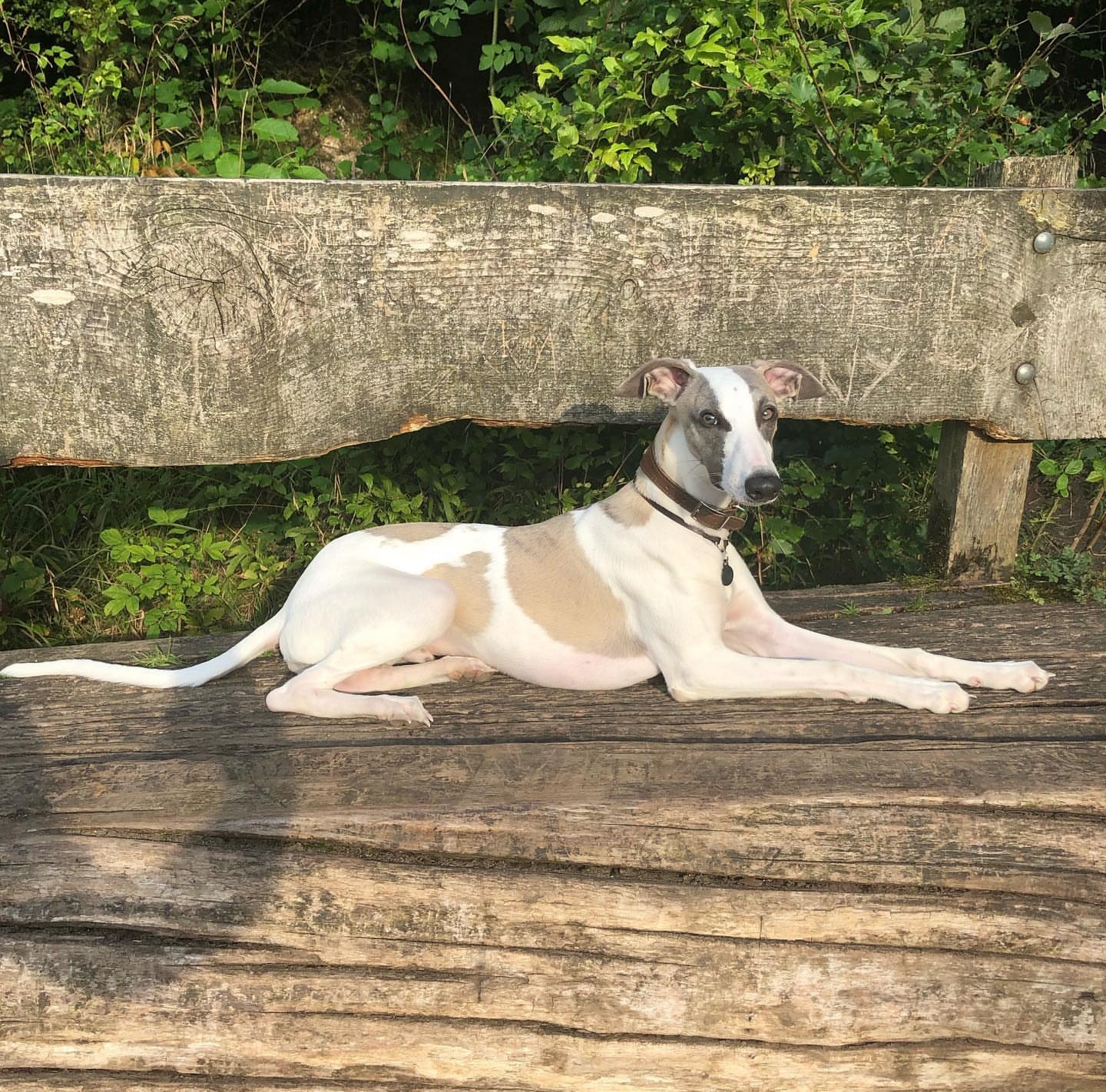 Pointy Faces Whippet House Collar