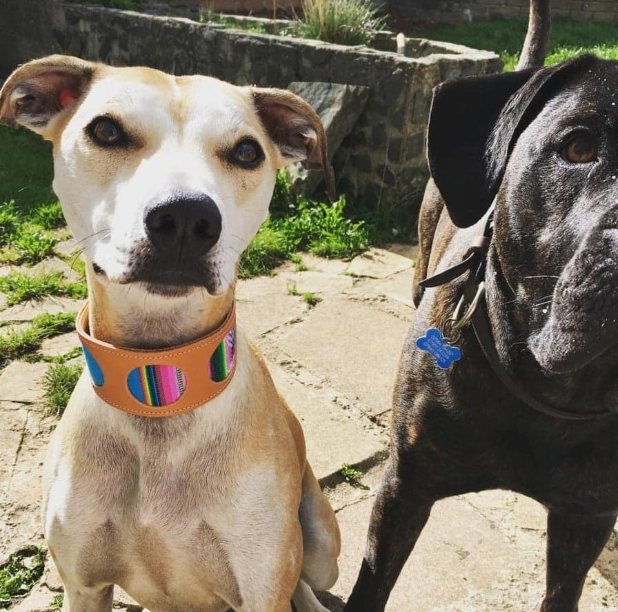 Pointy Faces Lurcher Collar Lola