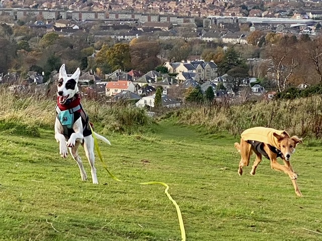 sighthound lurcher fleece jumper