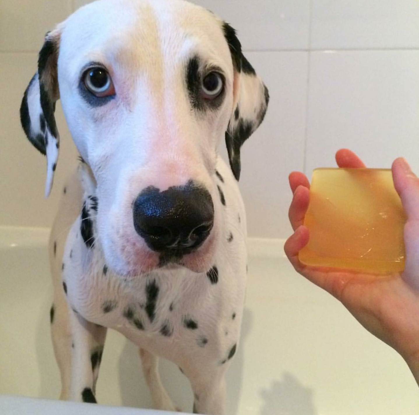 Pointy Faces Organic Dog Soap