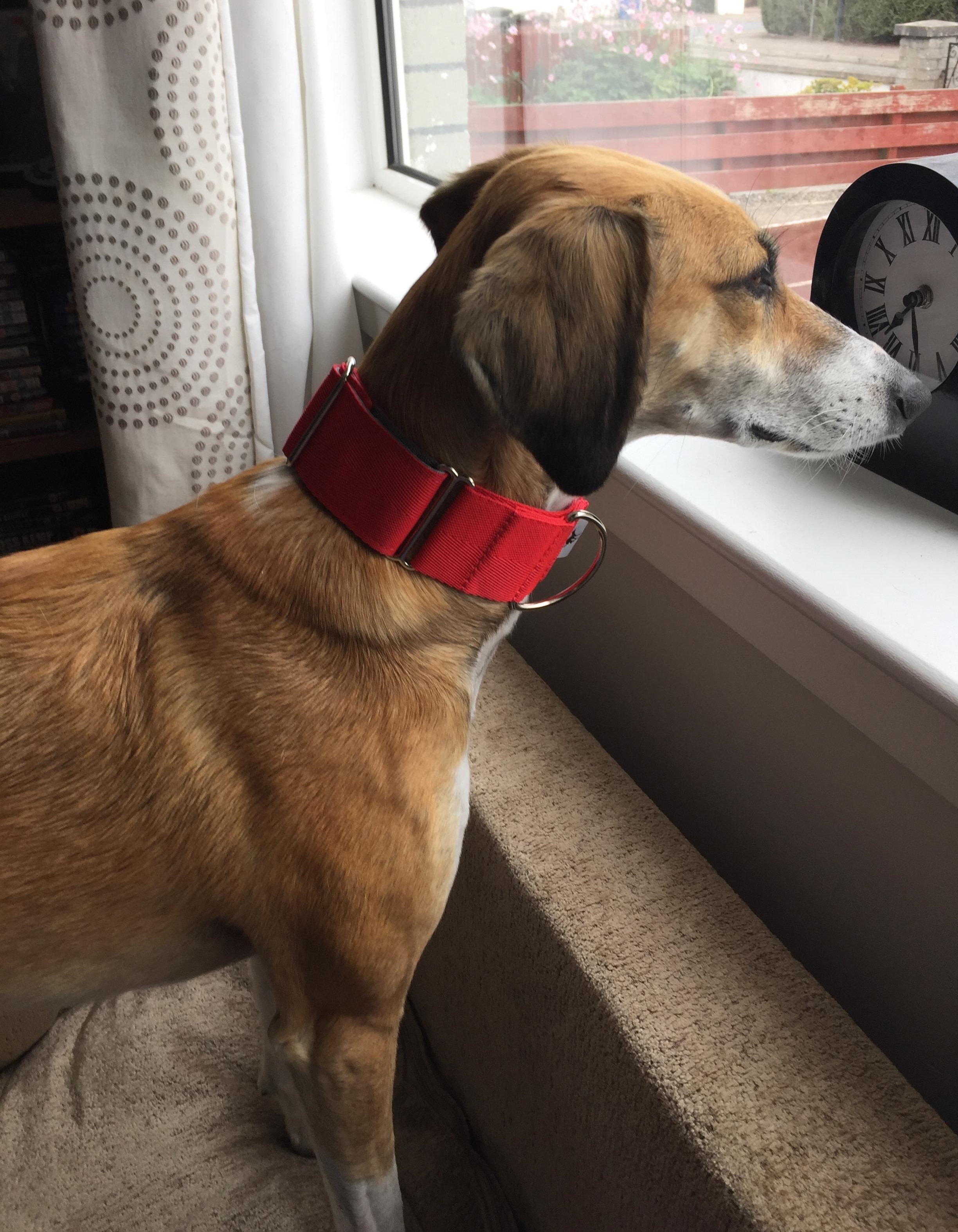 Pointy Faces Red Martingale Collar