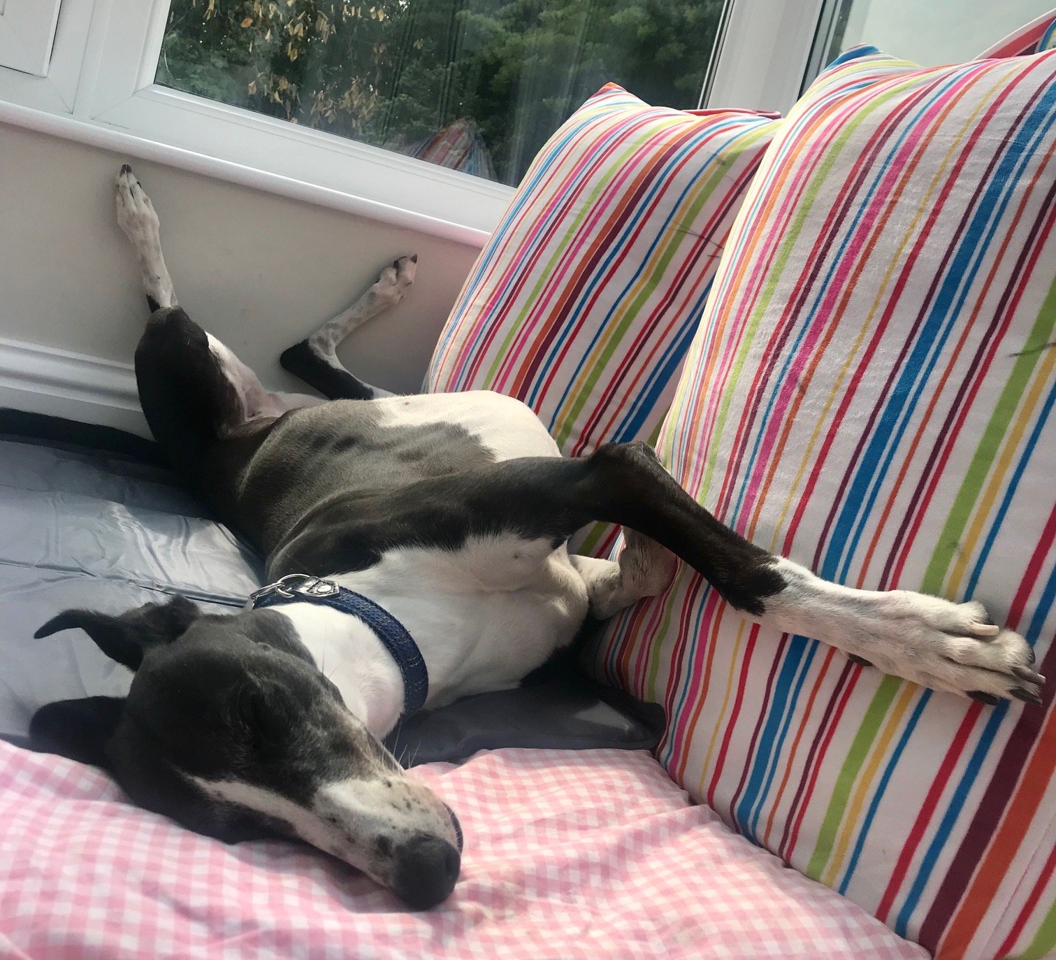 Roaching Greyhound Pointy Faces Dog Cool