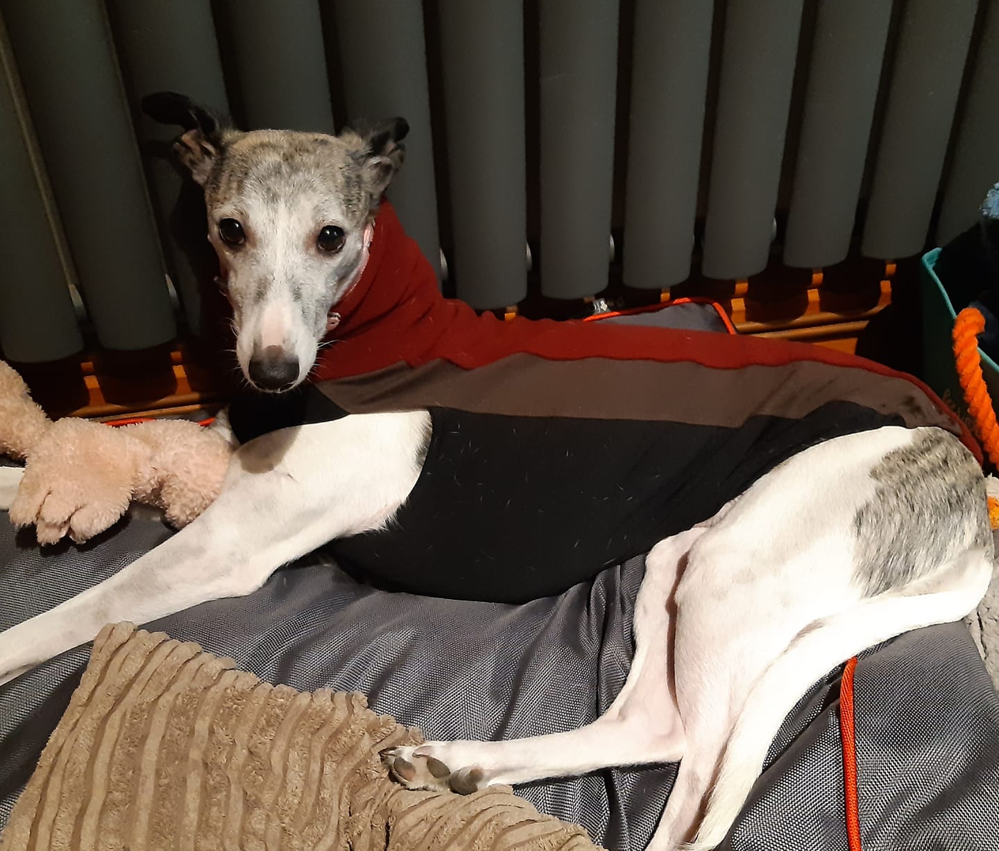 Pointy Faces Red Whippet Jumper Jazz