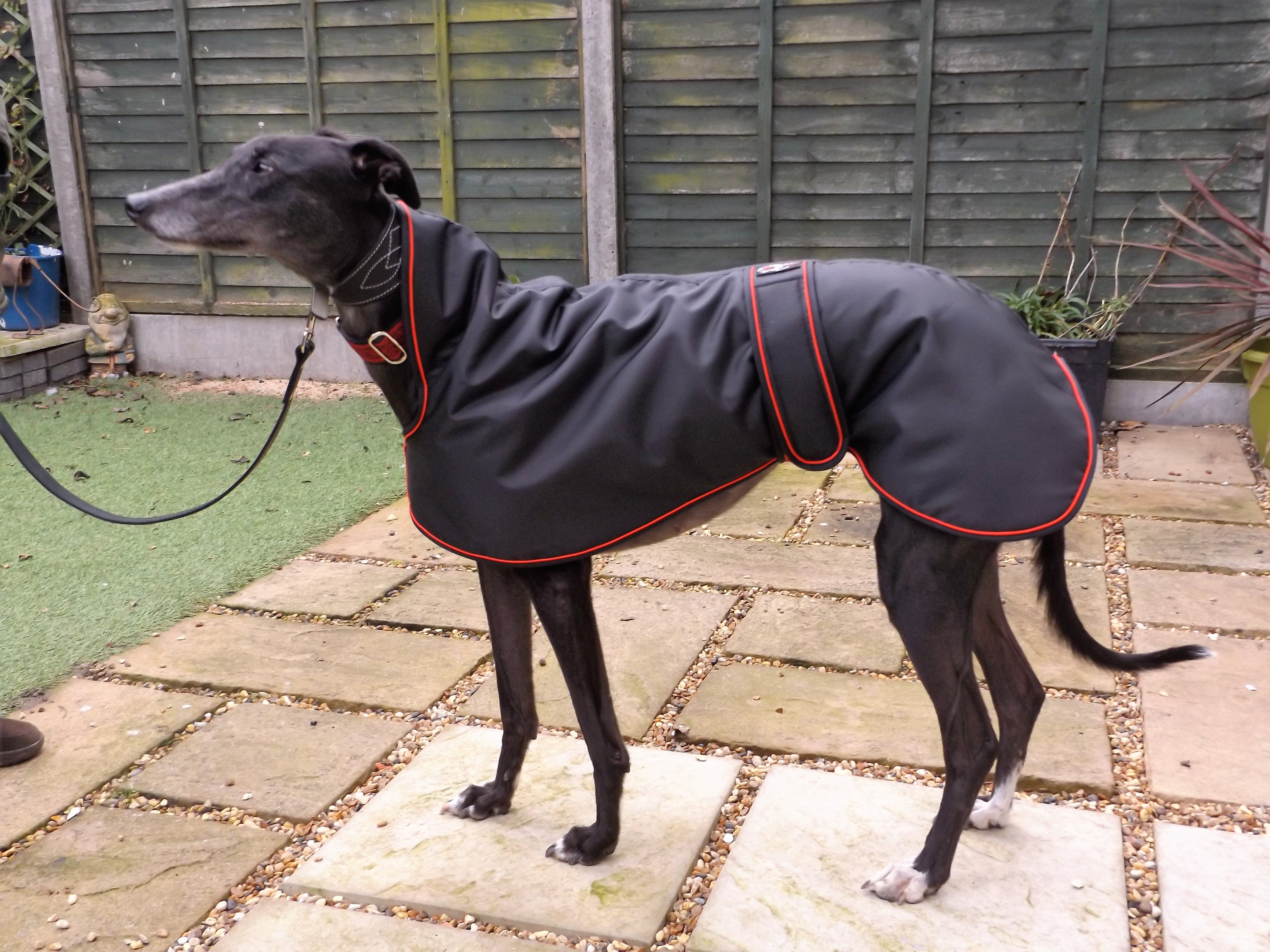 Pointy Faces Greyhound Raincoat