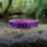 House Collar Purple and Pink