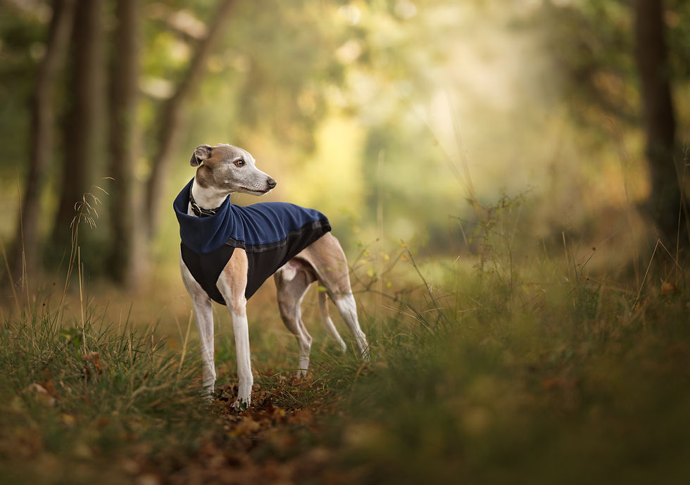 Whippet Fleece Jumper Blue