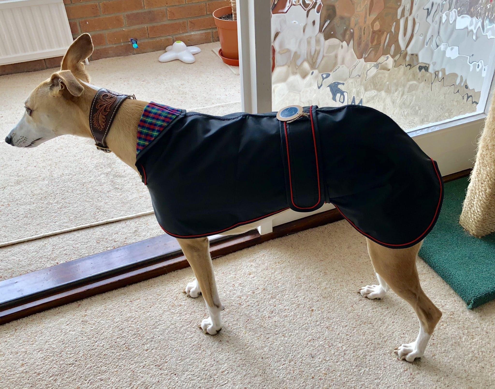 Pointy Faces Whippet Raincoat Black