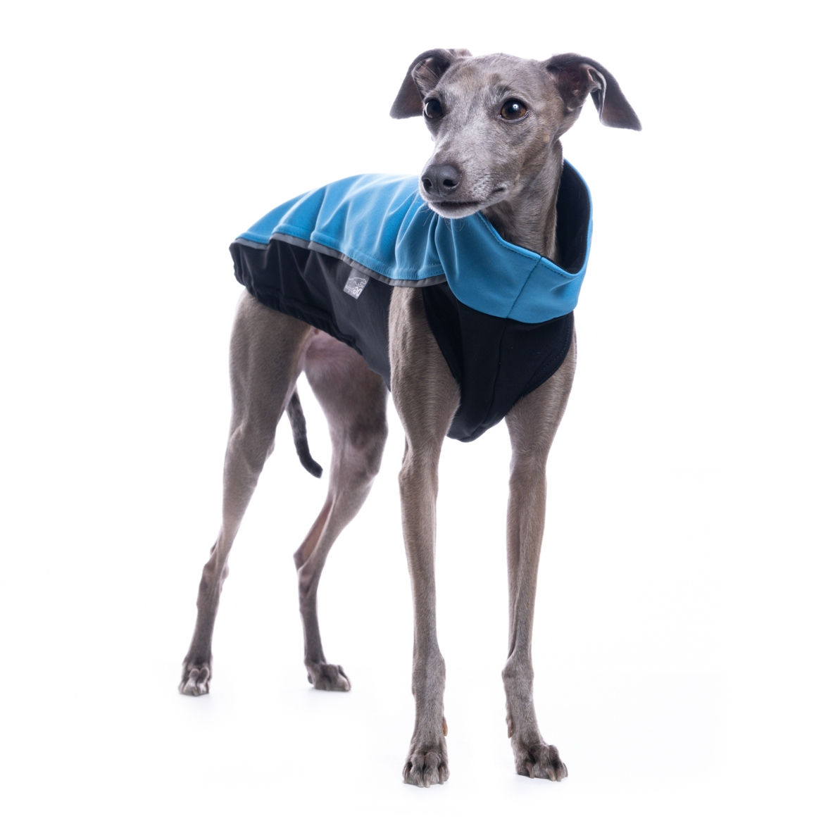 Italian Greyhound Coat Blue