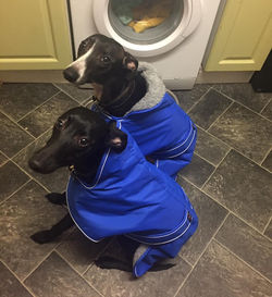 Whippet and Lurcher Winter Coats Blue by