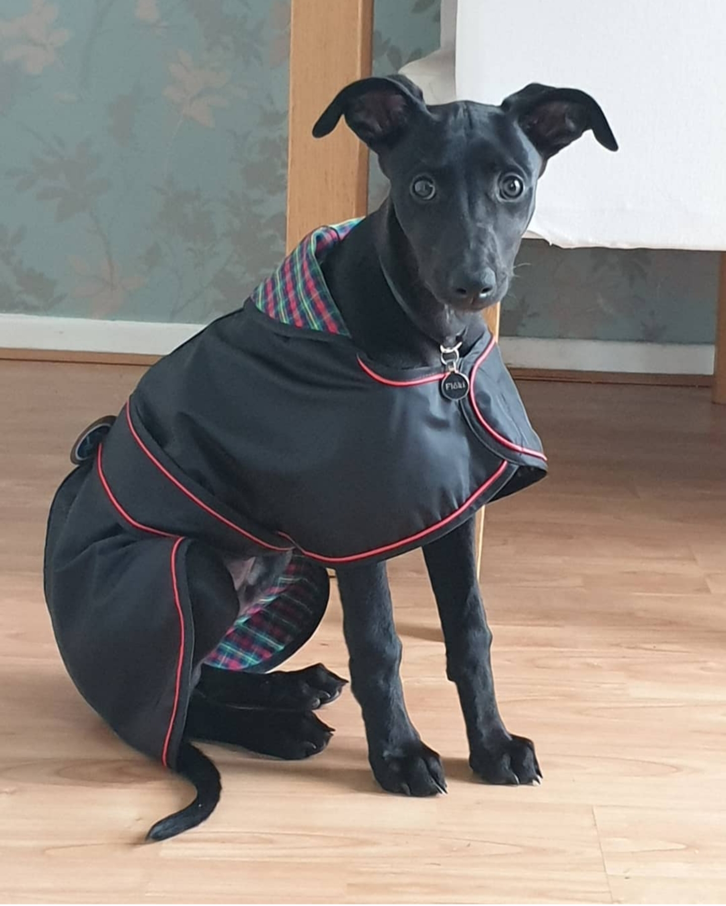 Pointy Faces Whippet Coat black