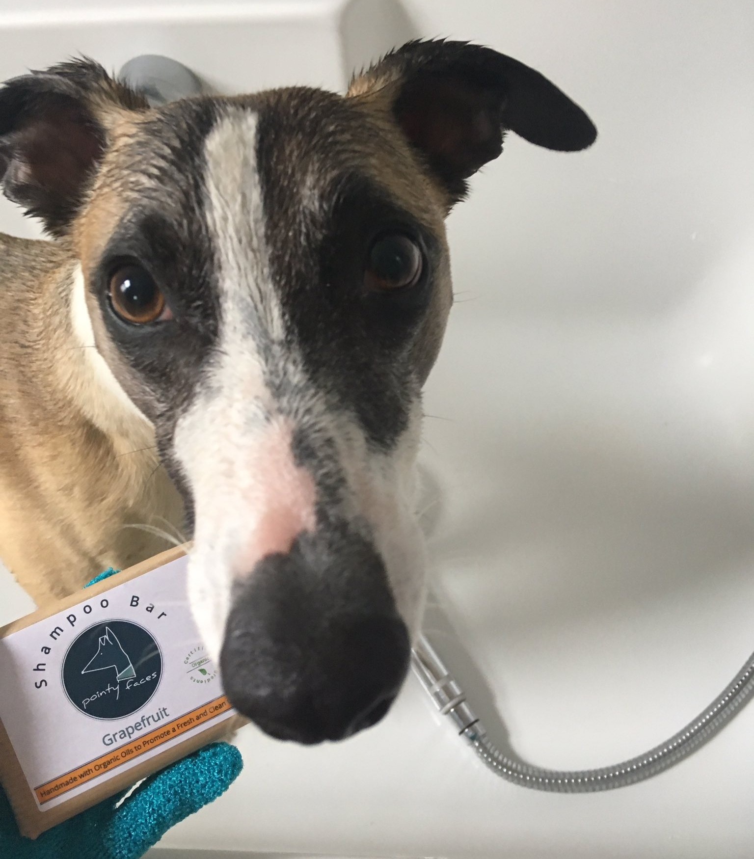 Pointy Faces Organic Dog Soap