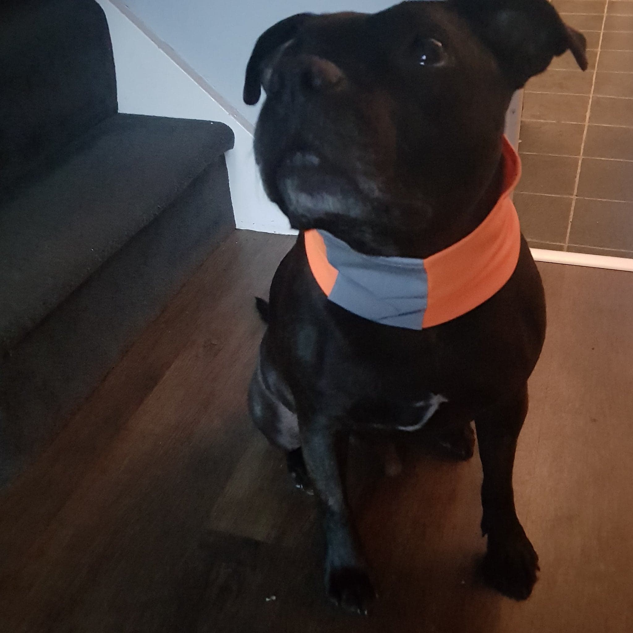 Pointy Faces Reflective Dog Snood Bear