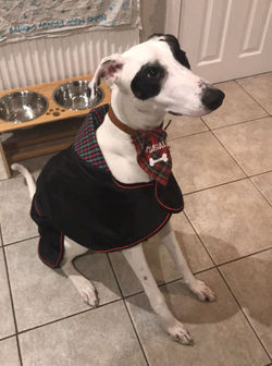 Pointy Faces Lurcher Greyhound Raincoat 