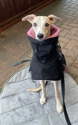Winter Whippet Coat - Warm Plus Coat