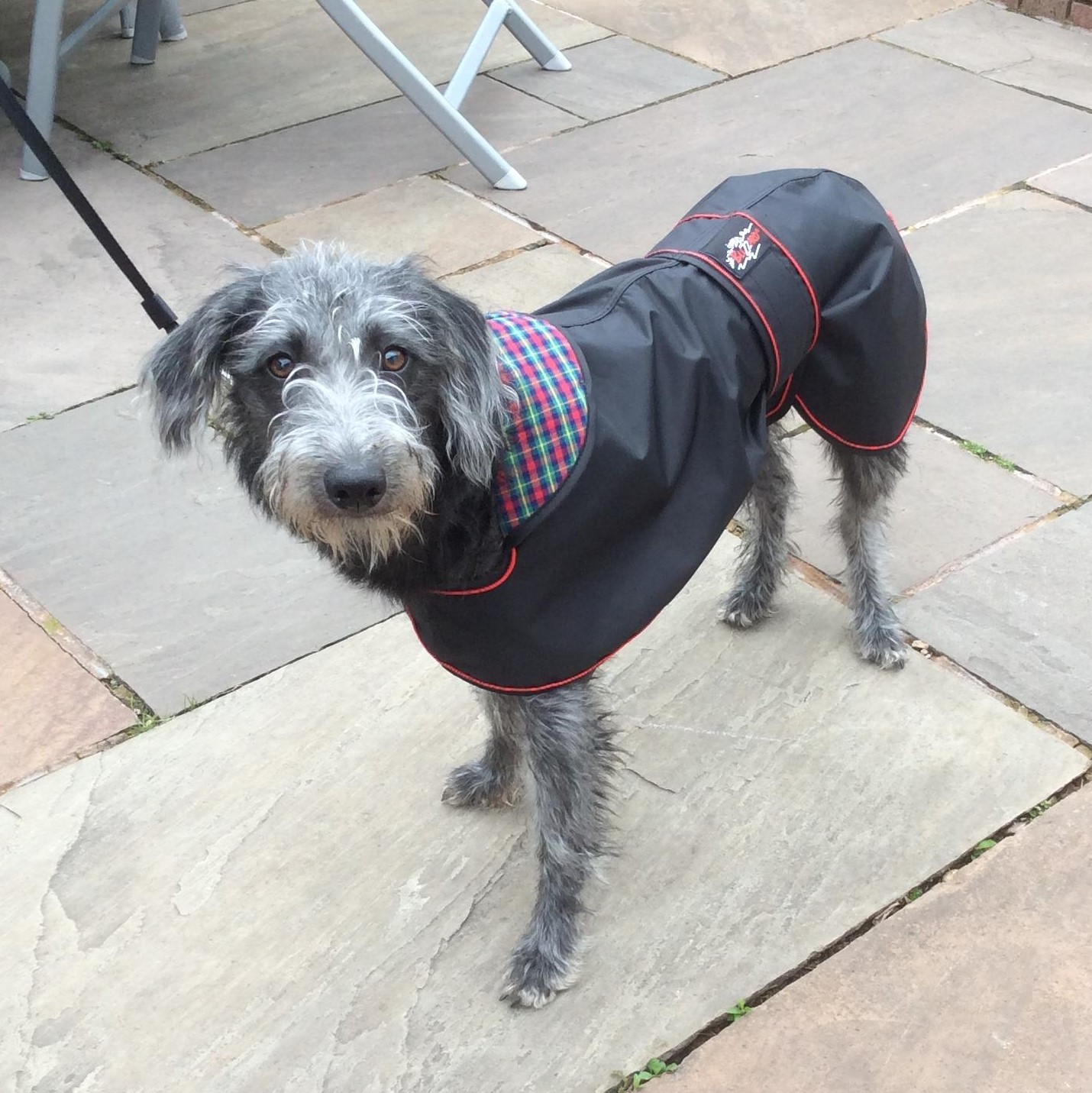 Lurcher Raincoat