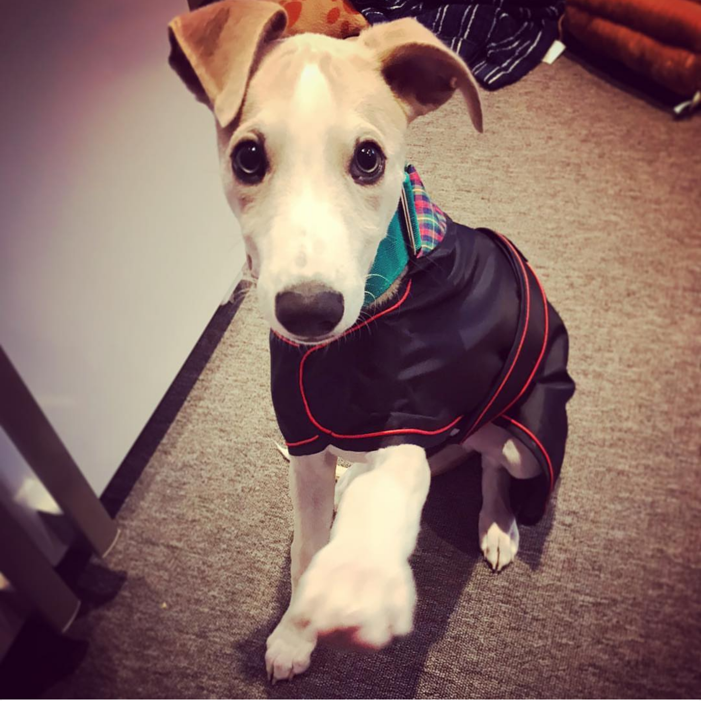 Pointy Faces Whippet Puppy Raincoat