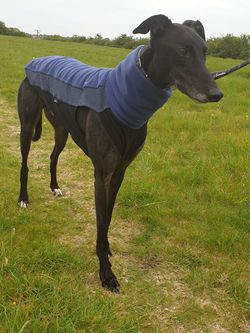 Greyhound Fleece Jumper