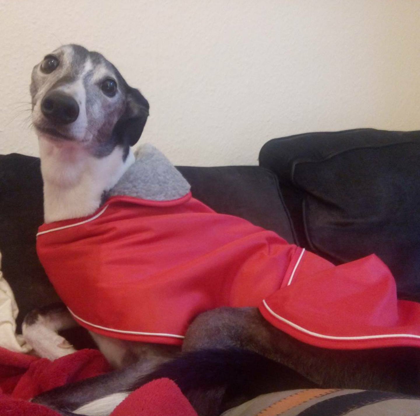 Pointy Faces Lurcher Coat