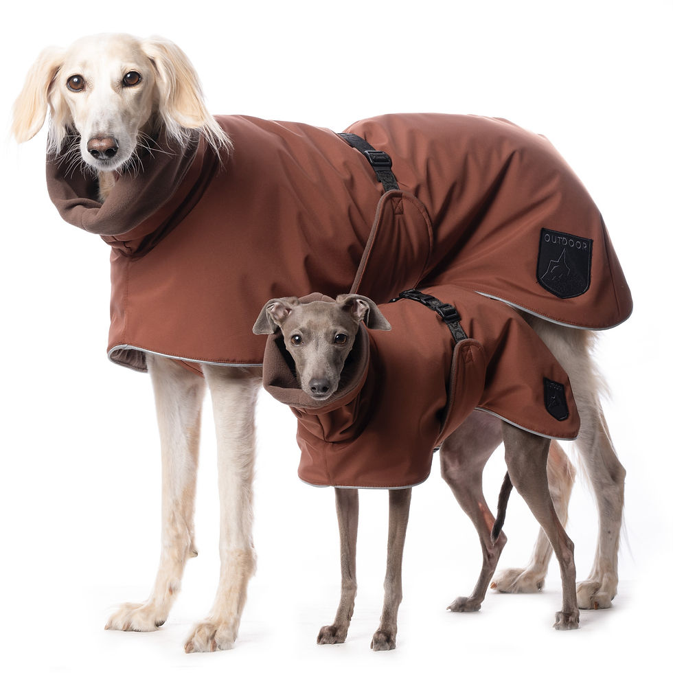 Whippet Coat Warm And Waterproof Coats For Whippets Pointy Faces Whippet Coat Warm And Waterproof Coats For Whippets Pointy Faces