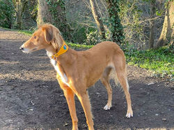 Saluki Sighthound Collar